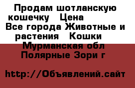 Продам шотланскую кошечку › Цена ­ 10 000 - Все города Животные и растения » Кошки   . Мурманская обл.,Полярные Зори г.